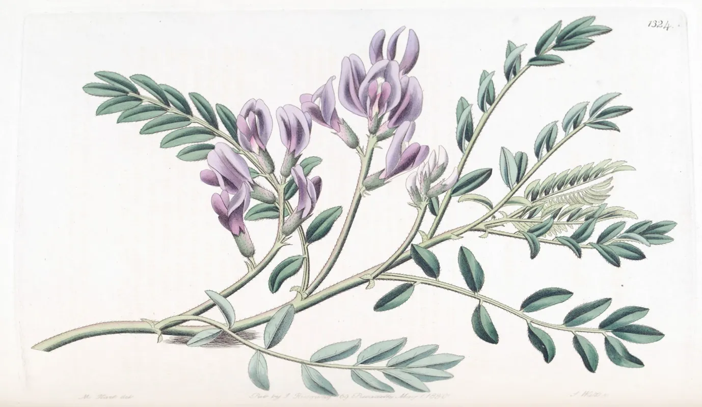 Succulent Milk Vatch Wall Art by Sydenham Edwards - High-Resolution Digital Print