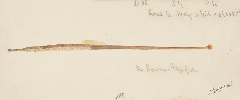 Syngnathidae Common Pipefish Wall Art by Frank Edward Clarke - High-Resolution Digital Print