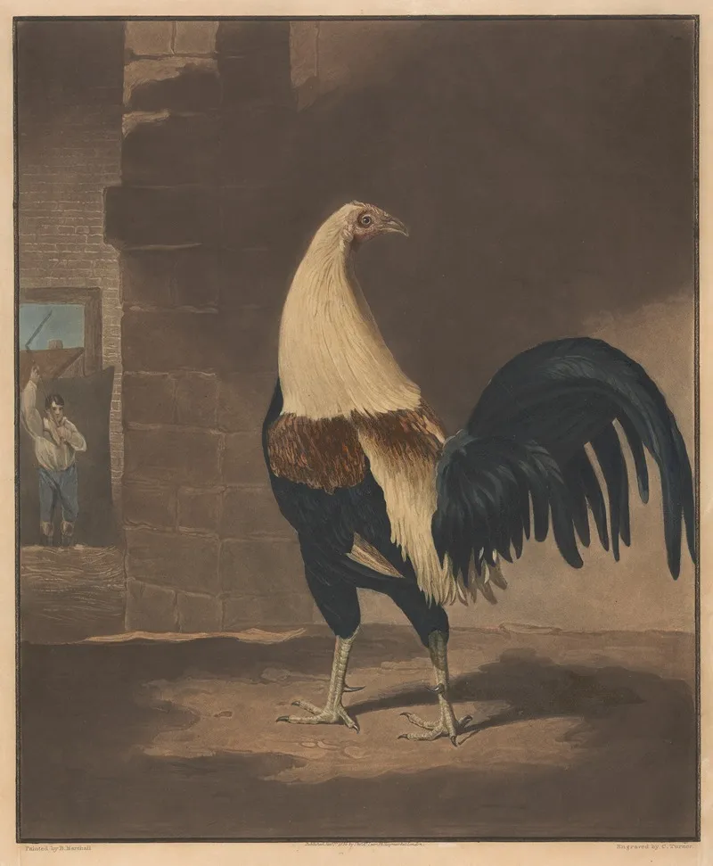 The Cock In Feather Wall Art by Benjamin Marshall - High-Resolution Digital Print