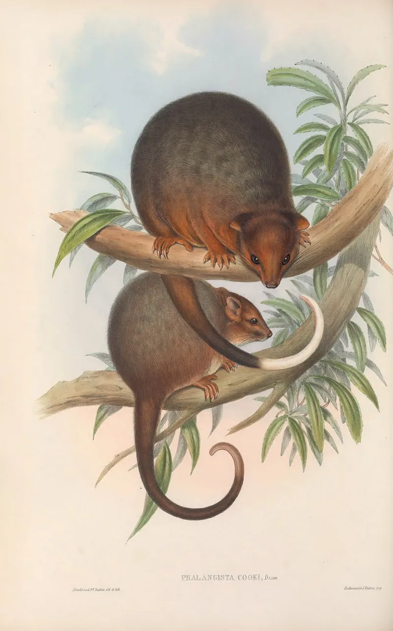 The Mammals Of Australia Pl 018 Wall Art by John Gould - High-Resolution Digital Print