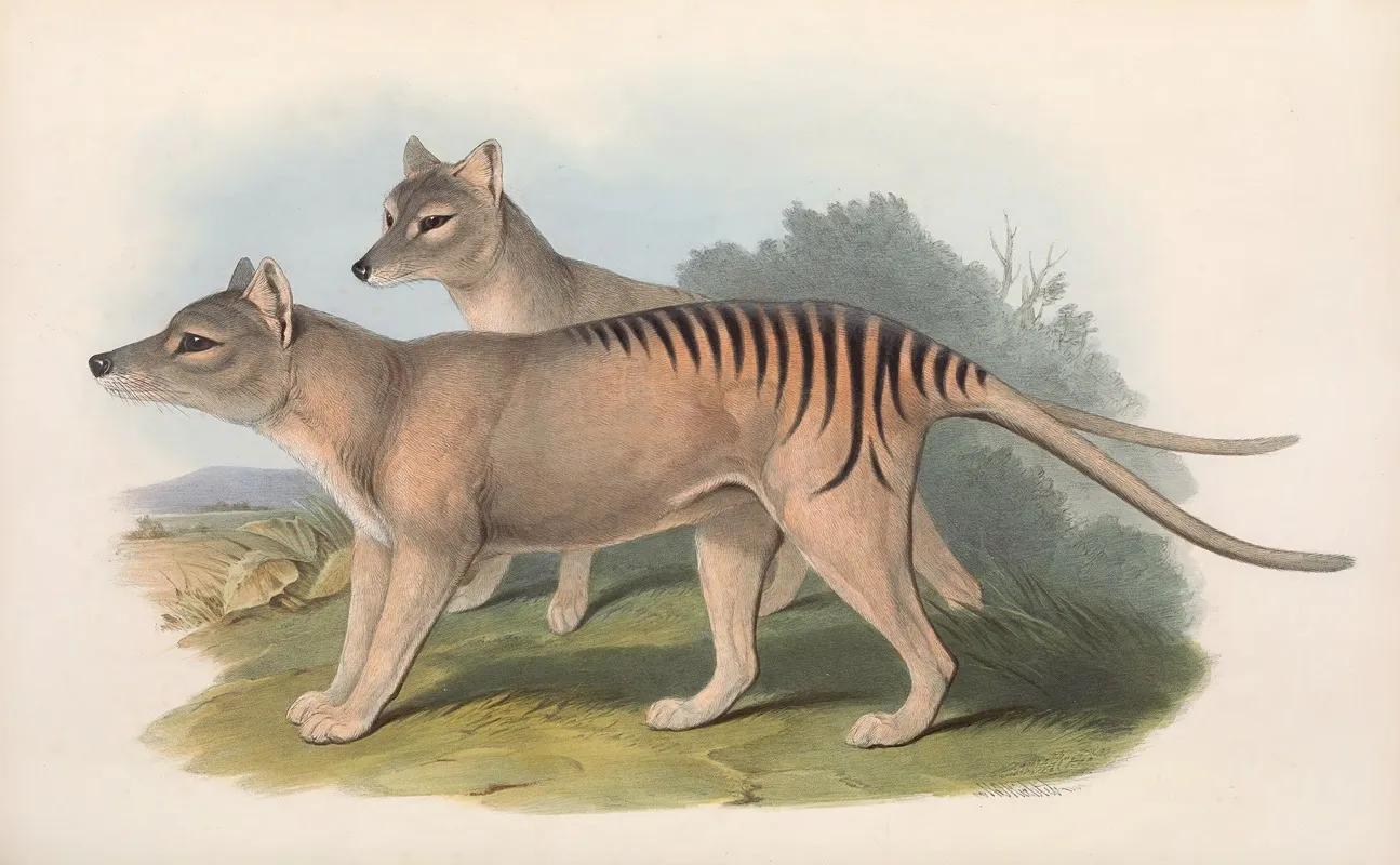 The Mammals Of Australia Pl 032 Wall Art by John Gould - High-Resolution Digital Print