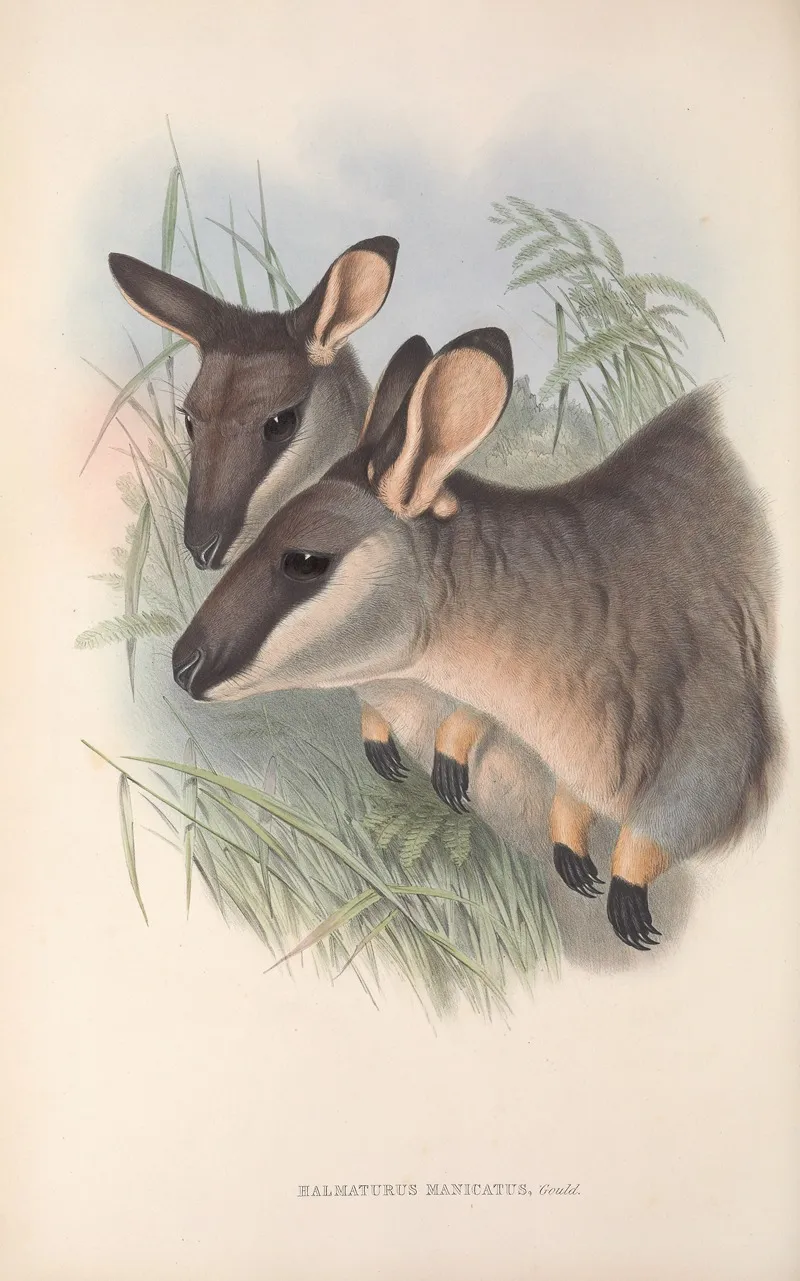 The Mammals Of Australia Pl 056 Wall Art by John Gould - High-Resolution Digital Print