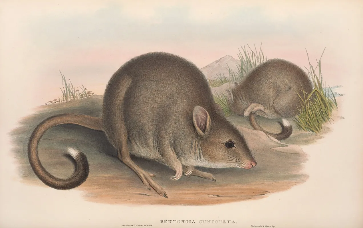 The Mammals Of Australia Pl 099 Wall Art by John Gould - High-Resolution Digital Print