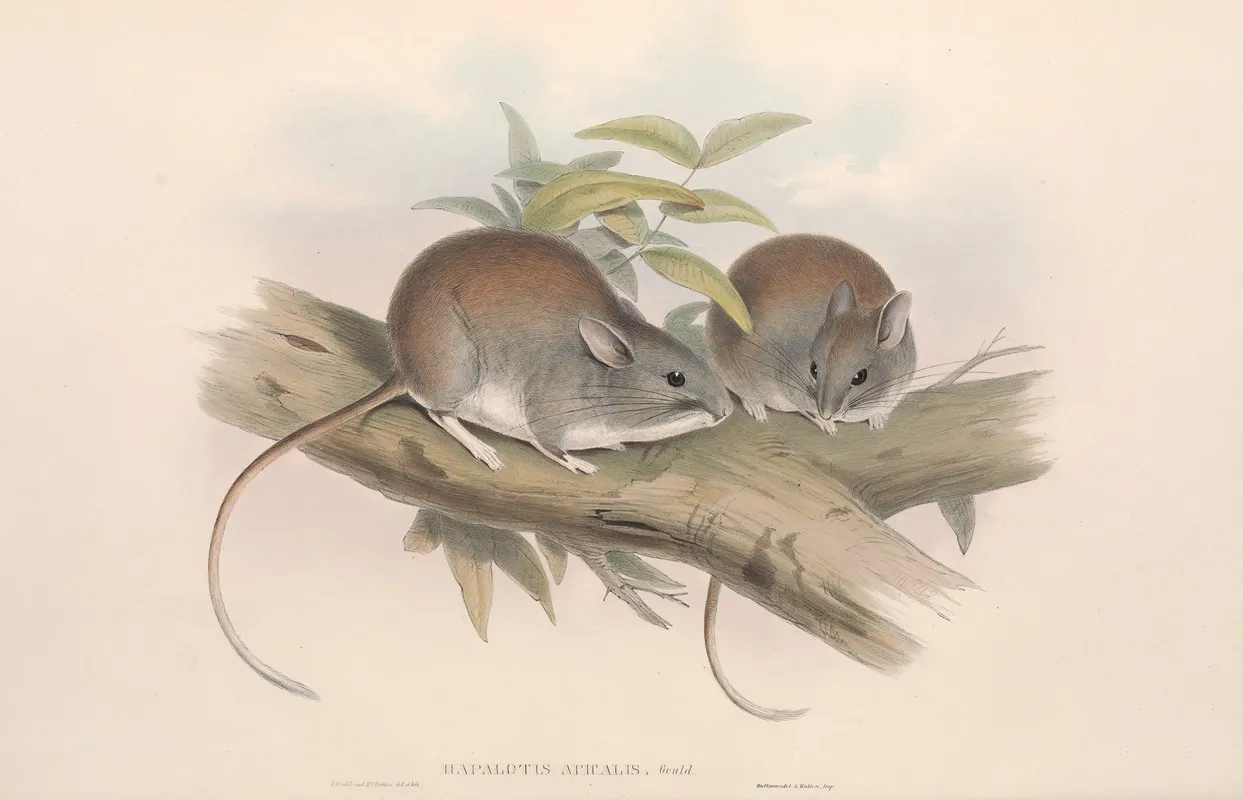 The Mammals Of Australia Pl 108 Wall Art by John Gould - High-Resolution Digital Print