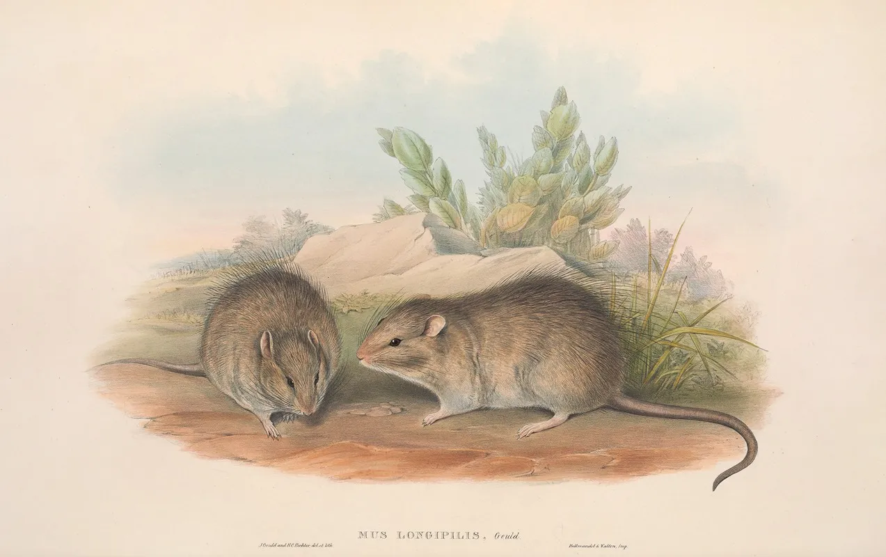 The Mammals Of Australia Pl 119 Wall Art by John Gould - High-Resolution Digital Print