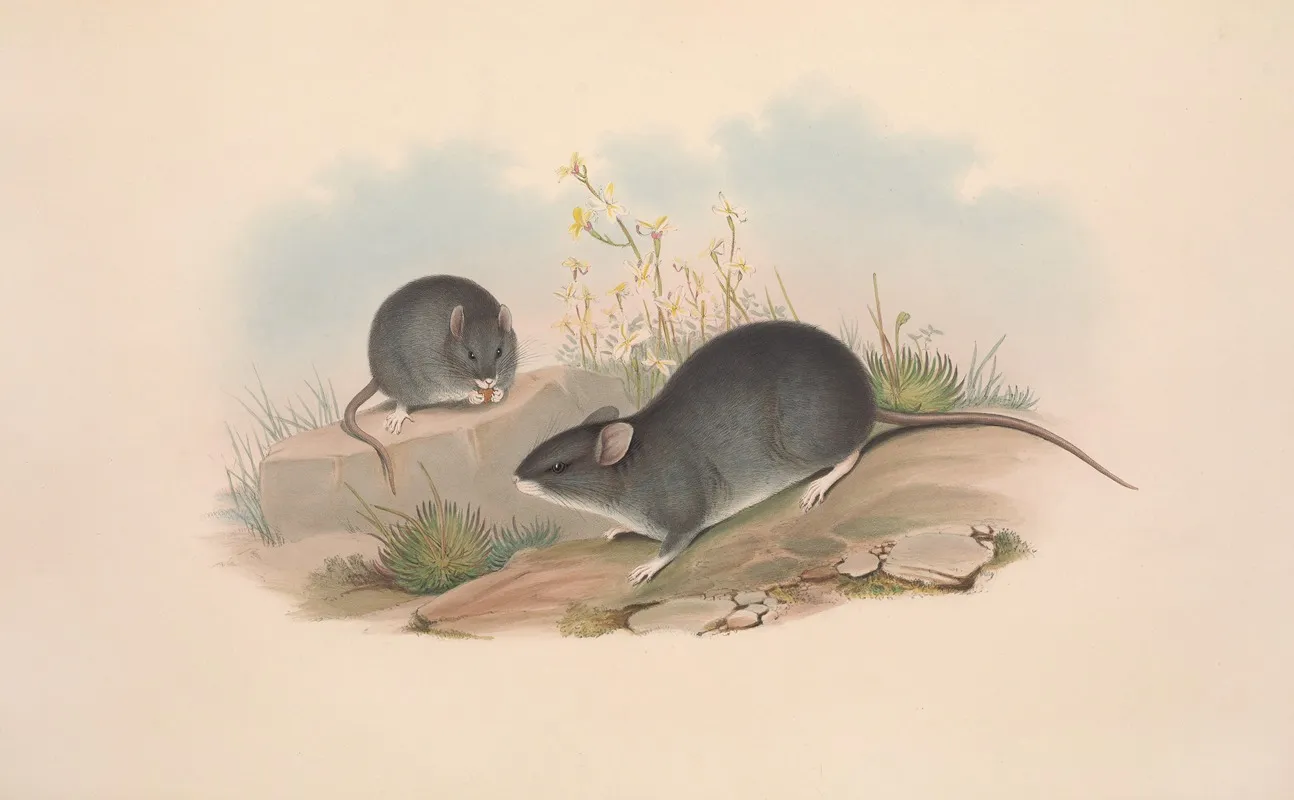 The Mammals Of Australia Pl 122 Wall Art by John Gould - High-Resolution Digital Print