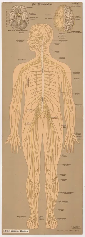 The Nervous System 4 Wall Art by J.F. Schreiber - High-Resolution Digital Print