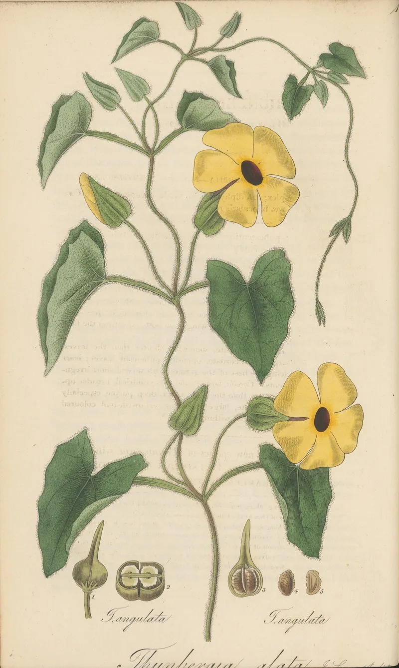 Thunbergia Alata Wall Art by William Jackson Hooker - High-Resolution Digital Print