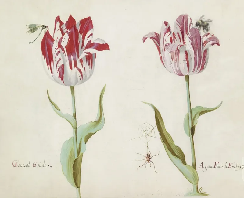 Renaissance Flowers