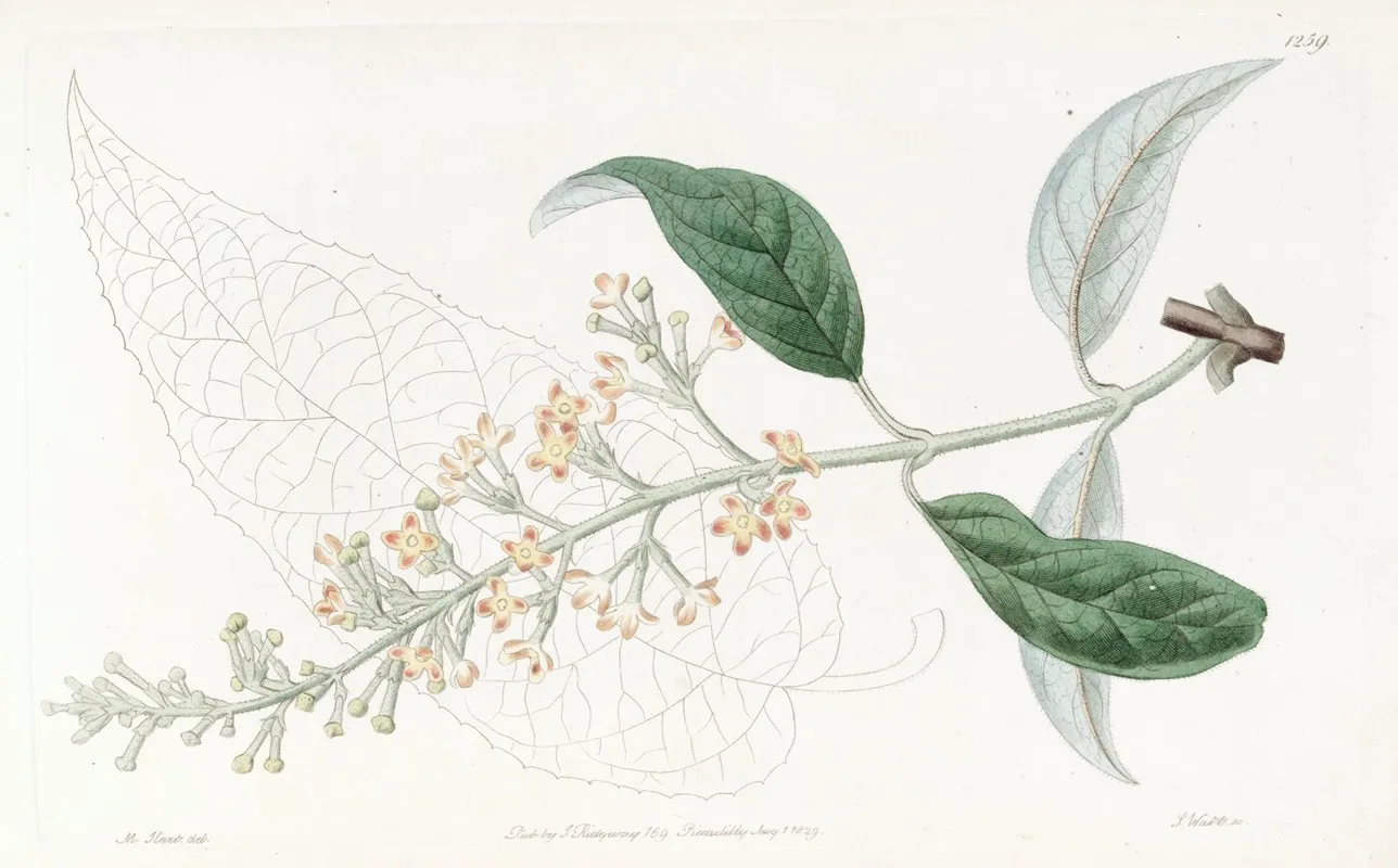 Various Leaved Buddlea Wall Art by Sydenham Edwards - High-Resolution Digital Print