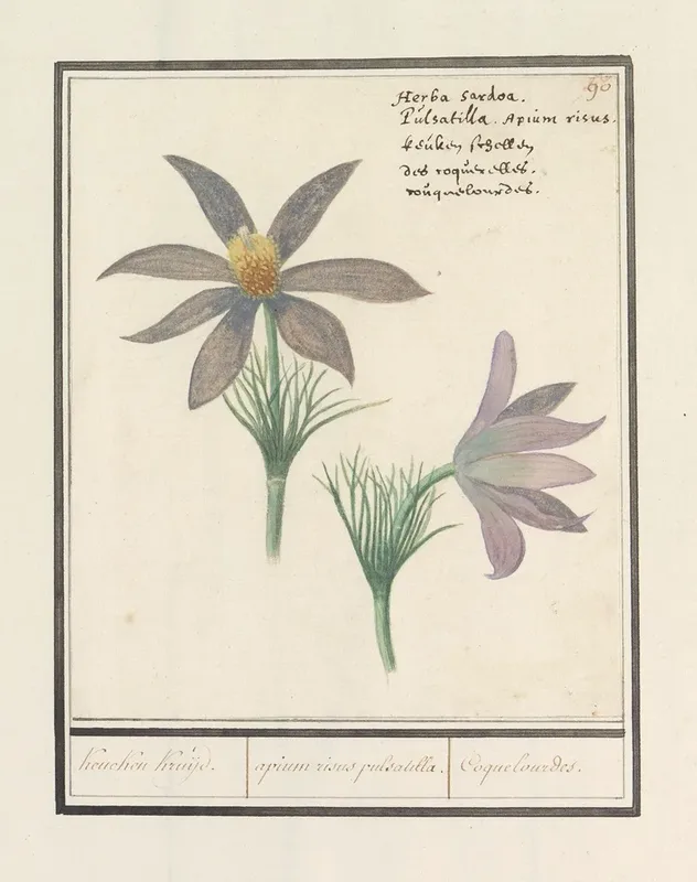 Wildemanskruid Pulsatilla Vulgaris Keucken Kruijd Apium Risus Pulsatilla Coquelourdes Wall Art by Anselmus Boëtius de Boodt - High-Resolution Digital Print