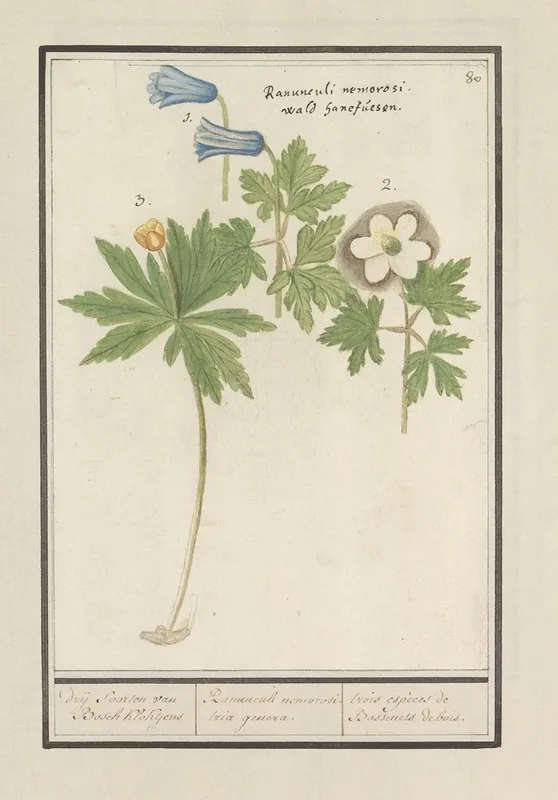 Renaissance Plants & Animals