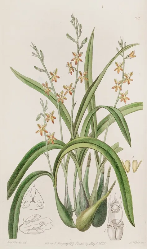 Yellow Ochre Coloured Epidendrum Wall Art by Sydenham Edwards - High-Resolution Digital Print