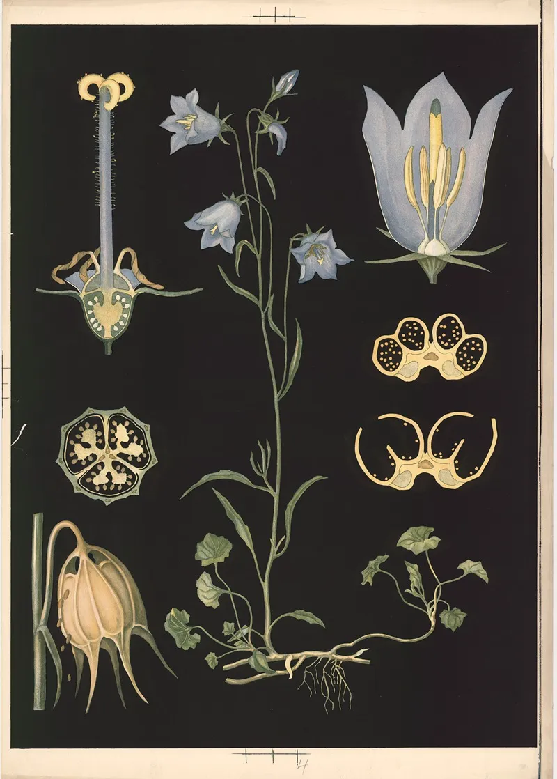 04 Harebell by Ebba Masalin - Canvas Print