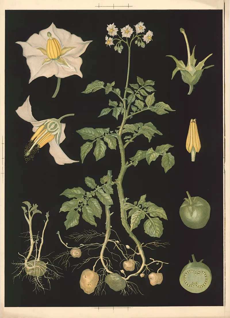 06 Potato by Ebba Masalin - Canvas Print