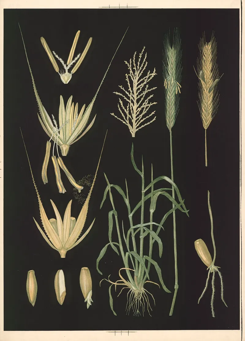 09 Rye by Ebba Masalin - Canvas Print