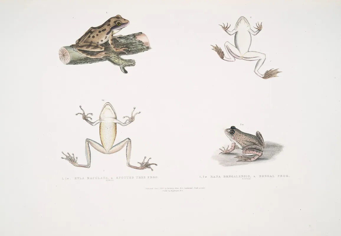 1 1a Spotted Tree Frog Hyla Maculata 2 2a Bengal Frog Rana Bengalensis