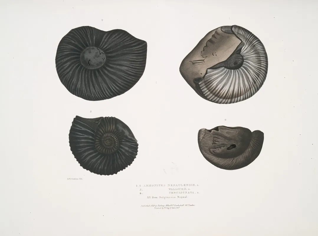1 2 Ammonites Nepaulensis 3 Ammonites Wallichii 4 Ammonites Tenuistnata