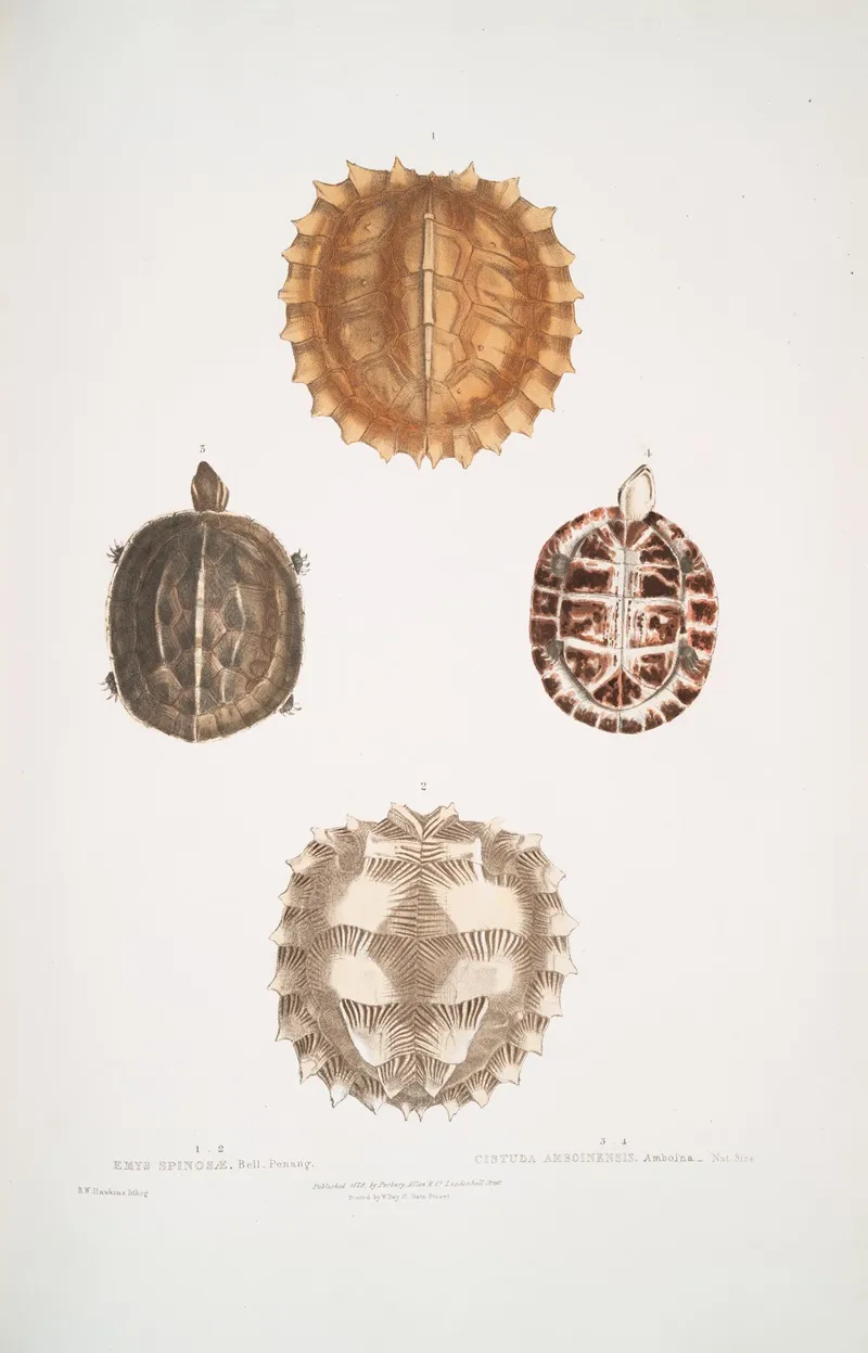 1 2 Spinose Terrapin Emys Spinosae 3 4 Amborna Box Tortoise Cistuda Amboinensis