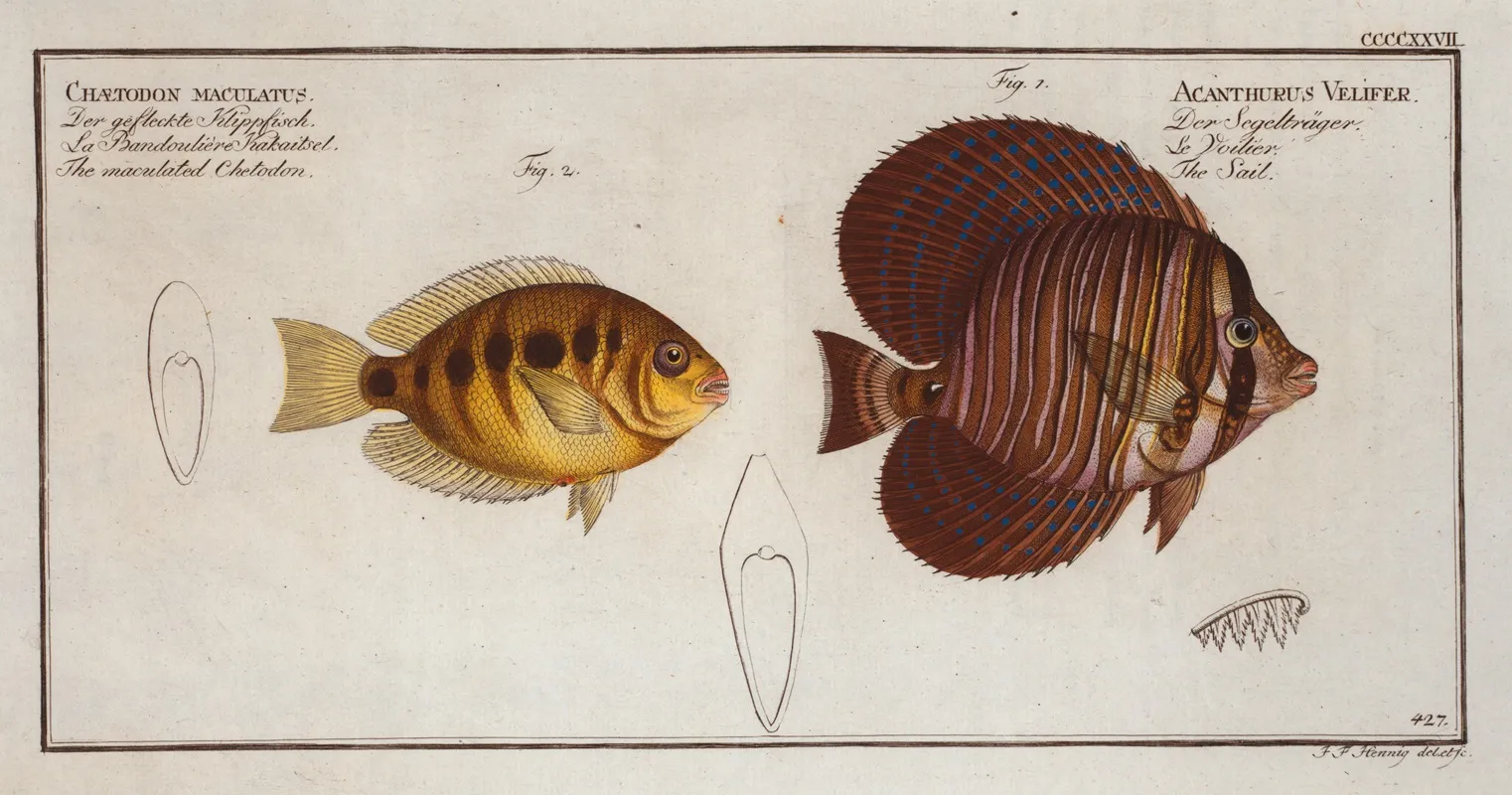 1 Acanthurus Velifer The Sail 2 Chaetodon Maculatus The Maculated Chetodon by Marcus Elieser Bloch - Canvas Print