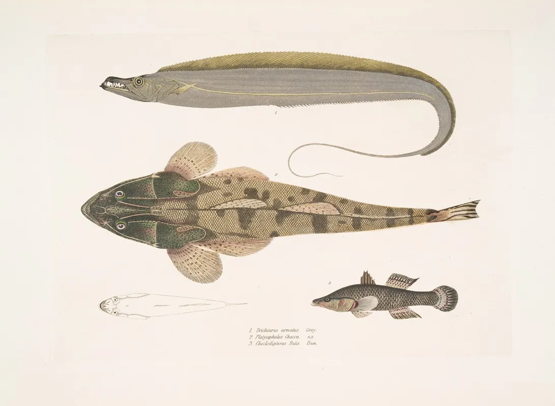 1 Armed Hair Tail Trichiurus Armatus 2 Chacca Flathead Platycephalus Chacca 3 Indian Cheilodipterus Checlodipterus Batis