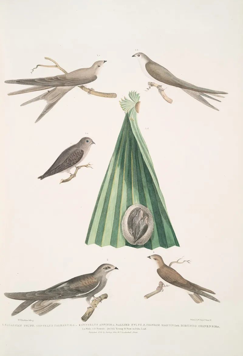 1 Balassian Swift Cypselus Palmarum 1a Male 1b Female 1c Young 1d Nest 2 Allied Swift Cypselus Affinis