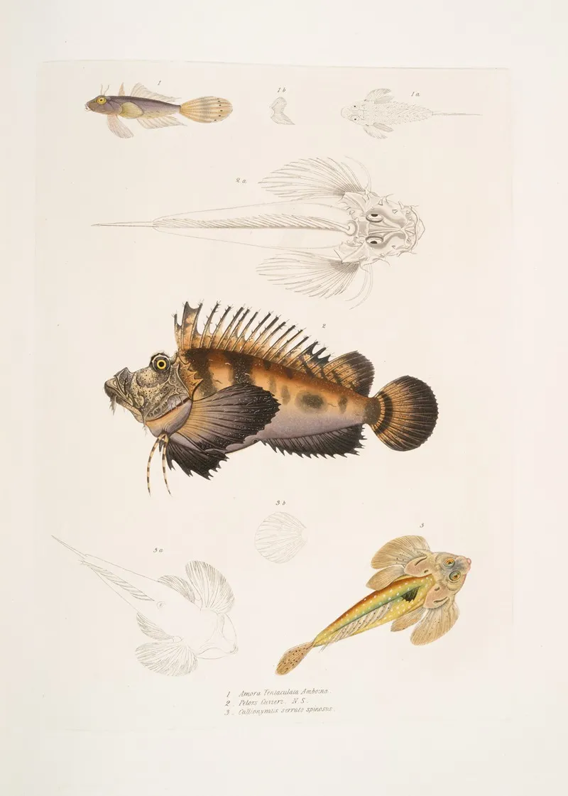 1 Bearded Anaora Amora Tentaculata Amboina 2 Cuviers Pelors Pelors Cuvieri 3 Forked Spined Dragonette Callionymus Serrato Spinosus