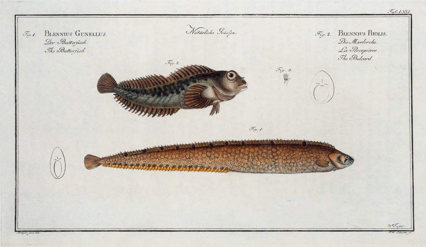 1 Blennius Gunellus The Butterfish 2 Blennius Pholis The Bulcard by Marcus Elieser Bloch - Canvas Print