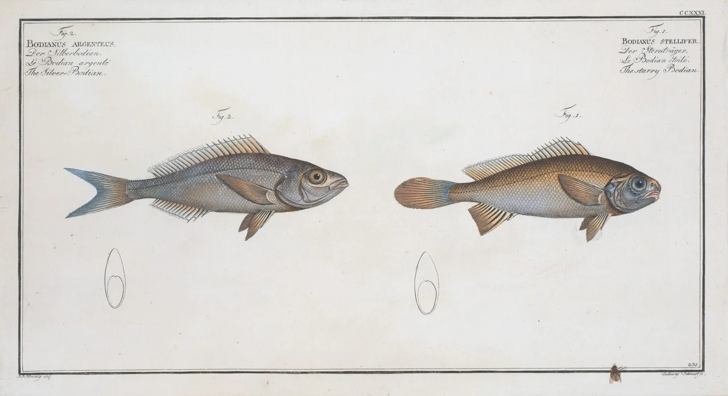 1 Bodianus Stellifer The Starry Bodian 2 Bodianus Argenteus The Silver Bodian by Marcus Elieser Bloch - Canvas Print