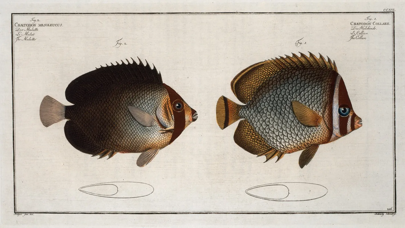 1 Chaetodon Collare The Collar 2 Chaetodon Mesoleucus The Mulatto by Marcus Elieser Bloch - Canvas Print