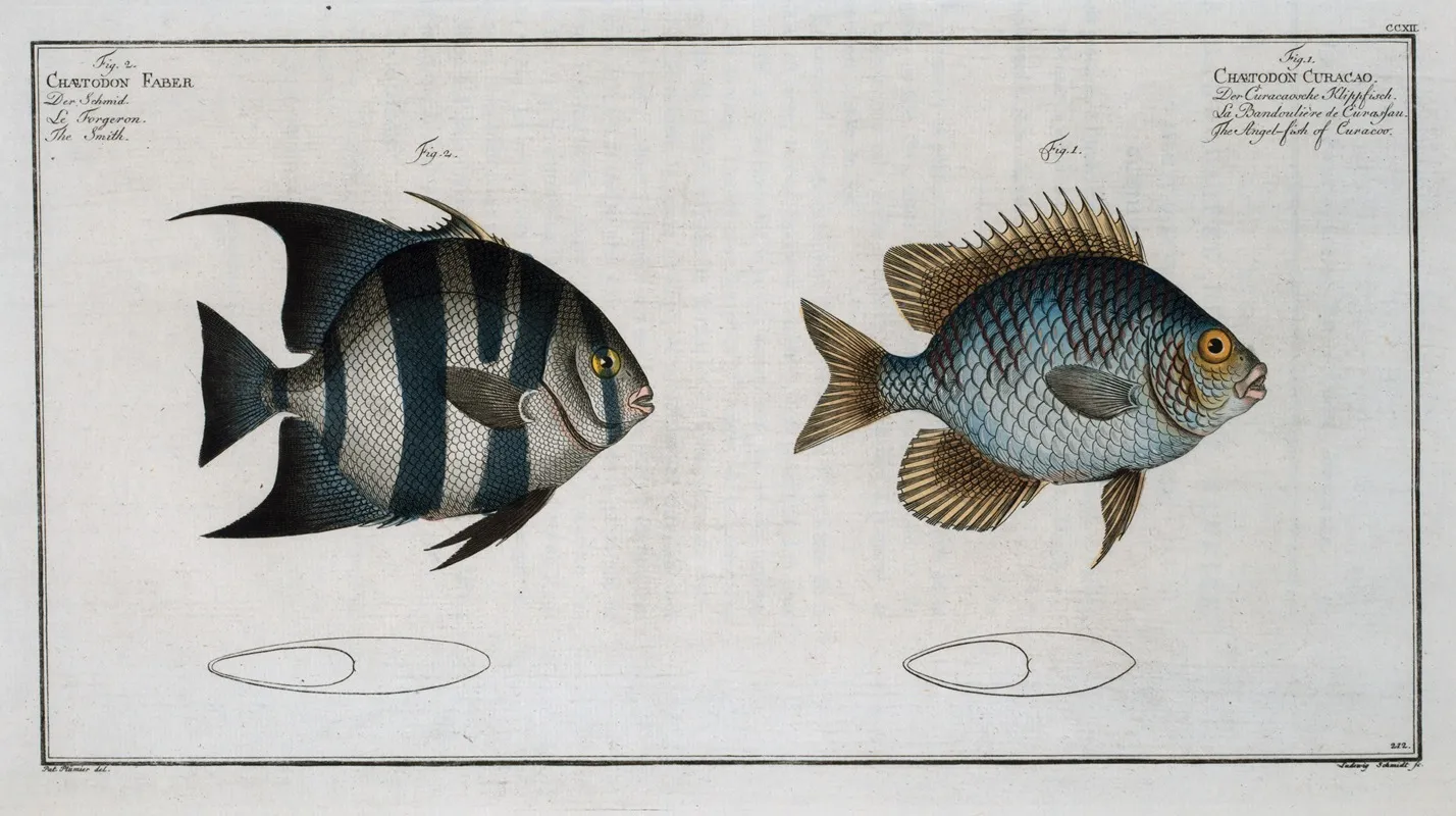 1 Chaetodon Curacao The Angel Fish Of Curacoo 2 Chaetodon Faber The Smith