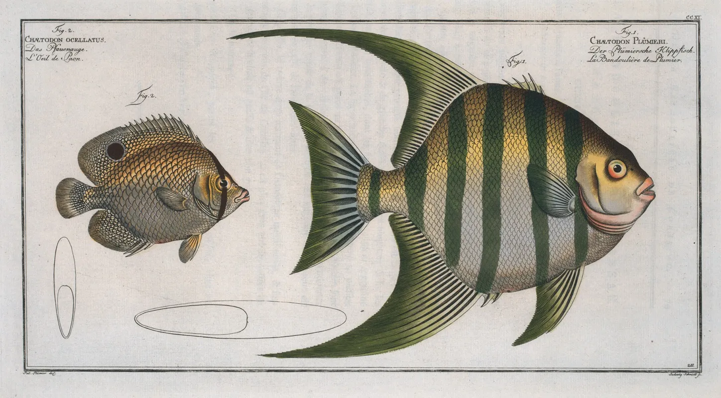 1 Chaetodon Plumieri 2 Chaetodon Ocellatus