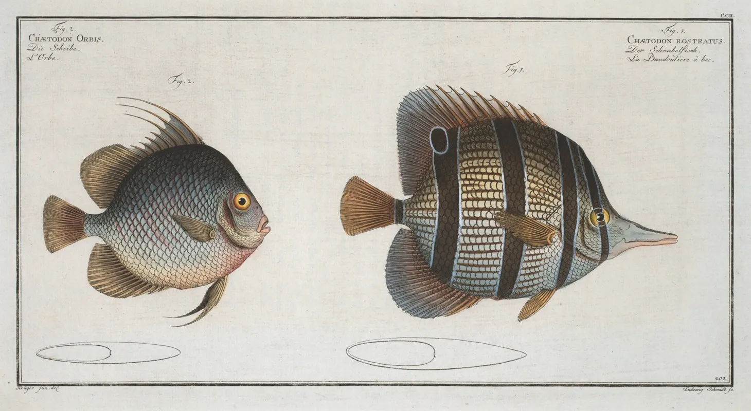 1 Chaetodon Rostratus 2 Chaetodon Orbis