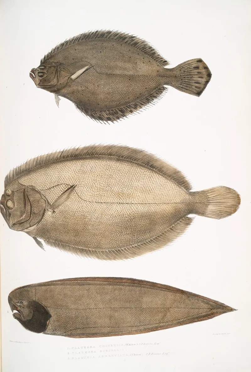 1 Chinese Plaice Platessa Chinensis 2 Dr Russells Plaice Platessa Russellii 3 Short Lined Finless Sole Plagusia Abbreviata China