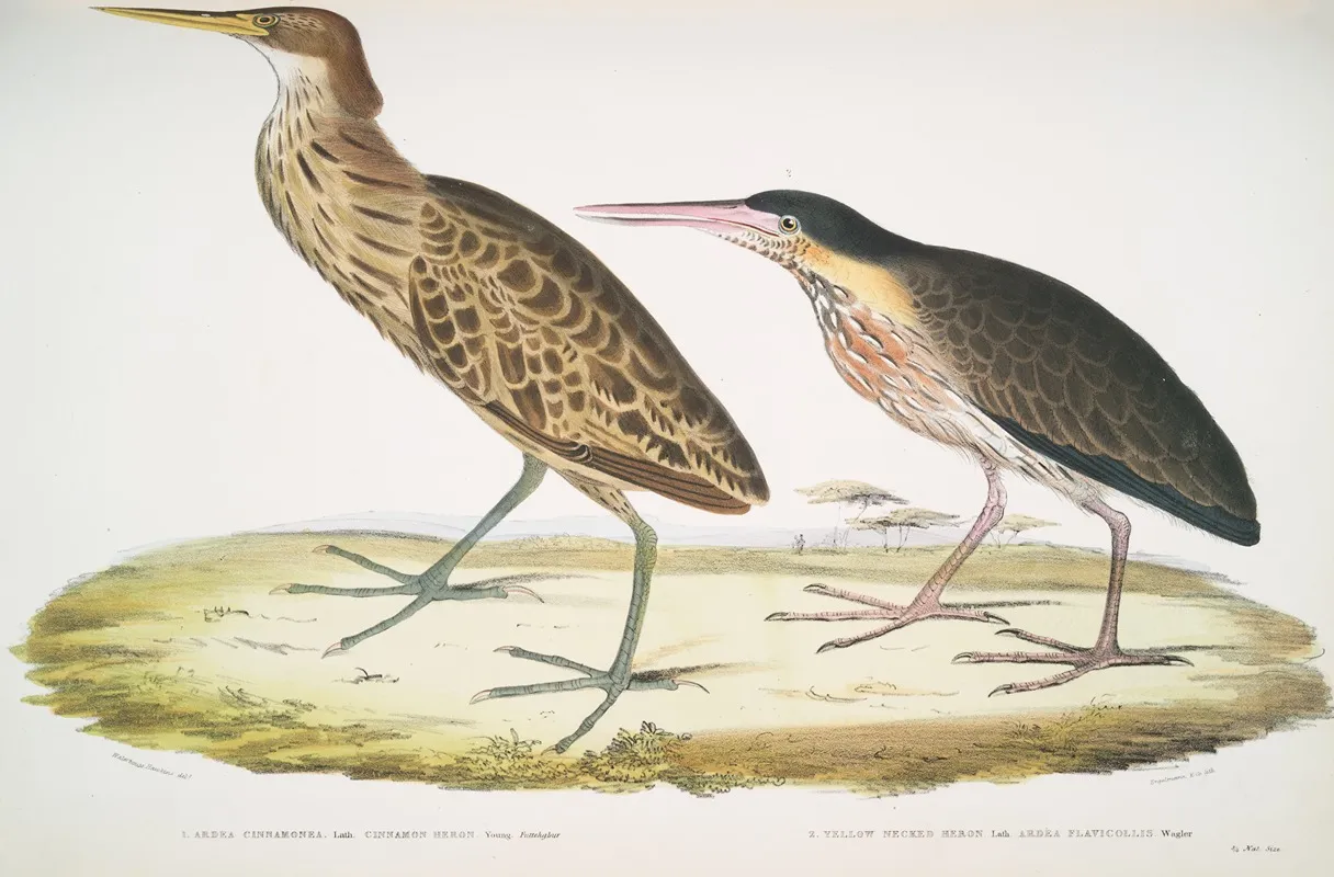 1 Cinnamon Heron Ardea Cinnamonea 1 Yellow Necked Heron Ardea Flavicollis