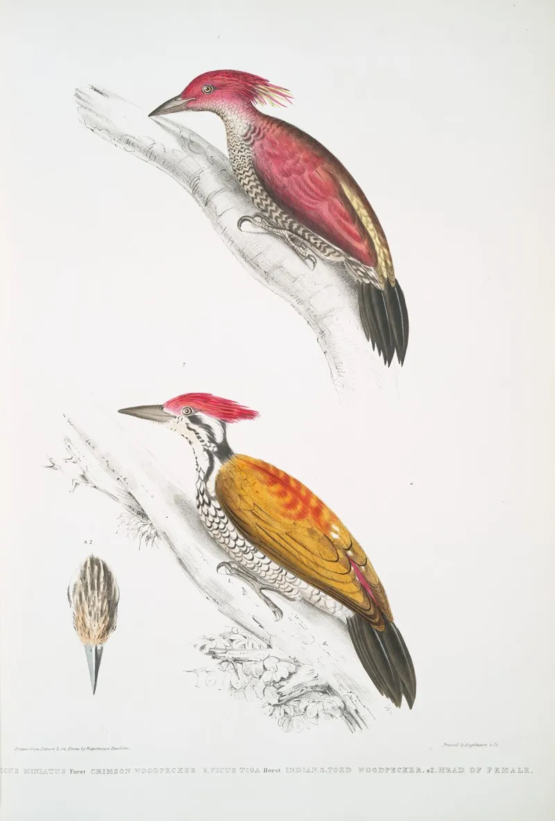 1 Crimson Woodpecker Picus Mineatus 2 Indian Three Toed Woodpecker Picus Tiga 3 A Head Of Female
