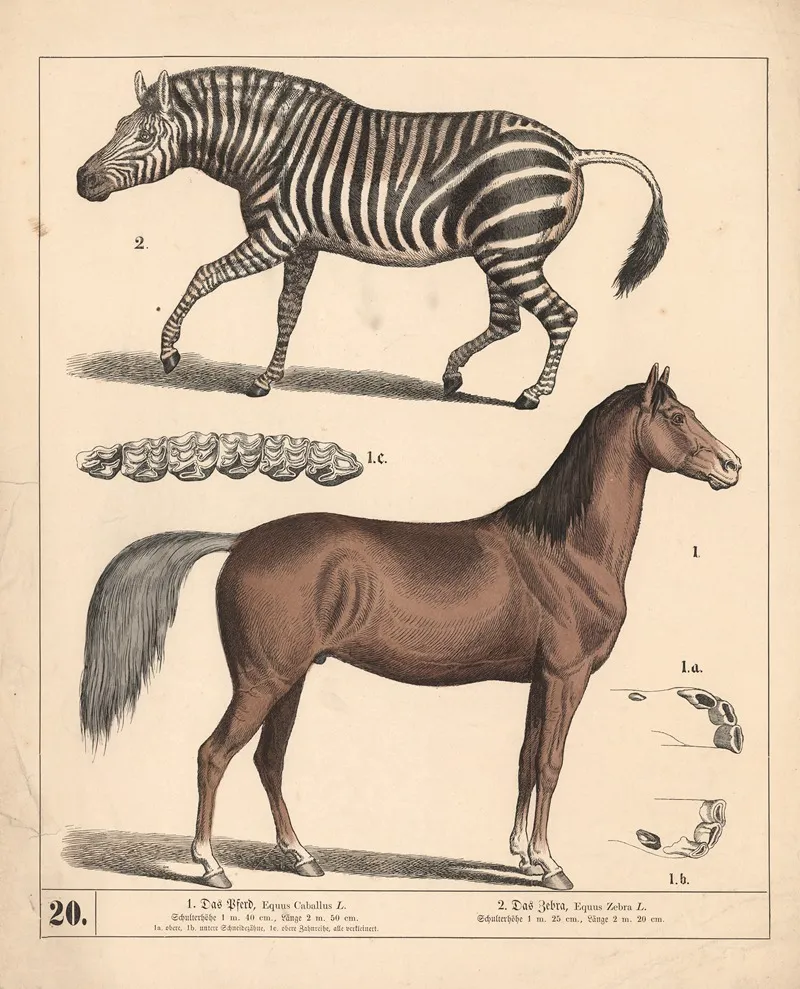 1 Das Pferd 2 Das Zebra