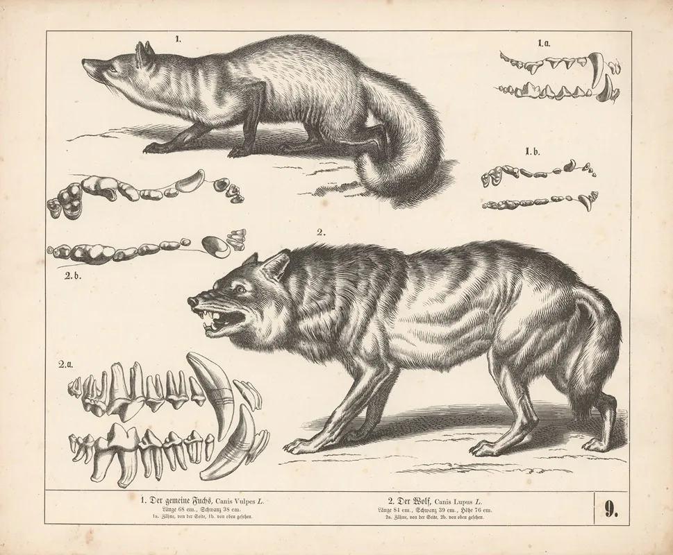 1 Der Gemeine Fuchs 2 Der Wolf 2