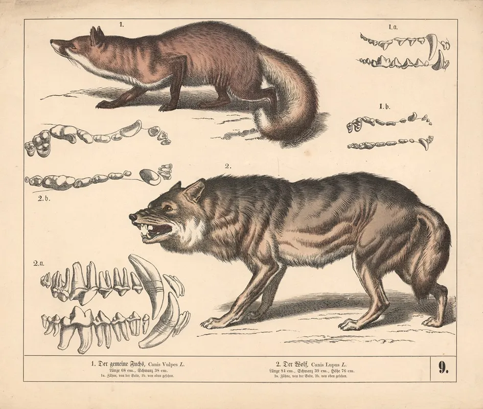 1 Der Gemeine Fuchs 2 Der Wolf