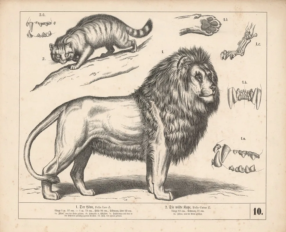 1 Der Lowe 2 Die Wilde Katze