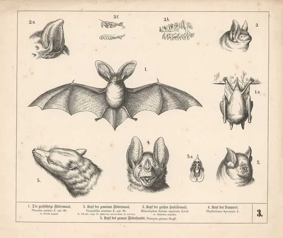 1 Die Grossohrige Fledermaus 2 Kopf Der Gemeinen Fledermaus 3 Kopf Der Grossen Hufeisennase 4 Kopf Des Vampyrs 2