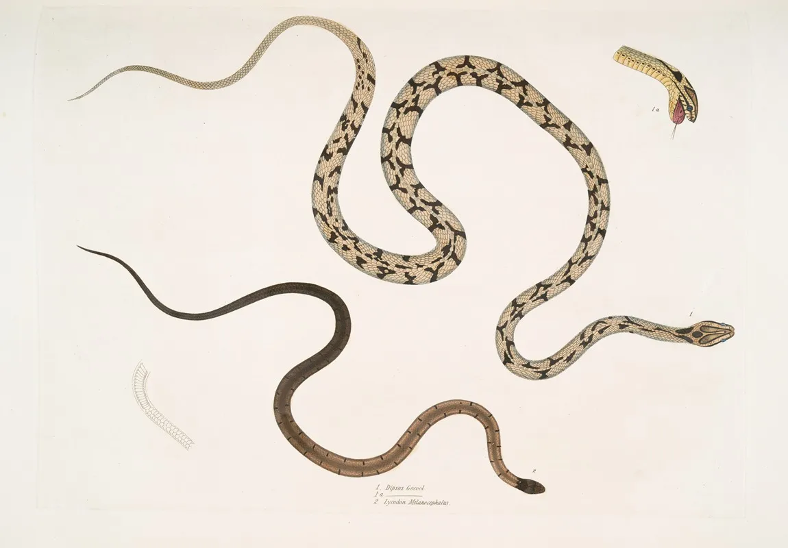 1 Gocool Dipsas Dipsus Dipsas Gocool 2 Black Headed Lycodon Lycodon Melanocephalus