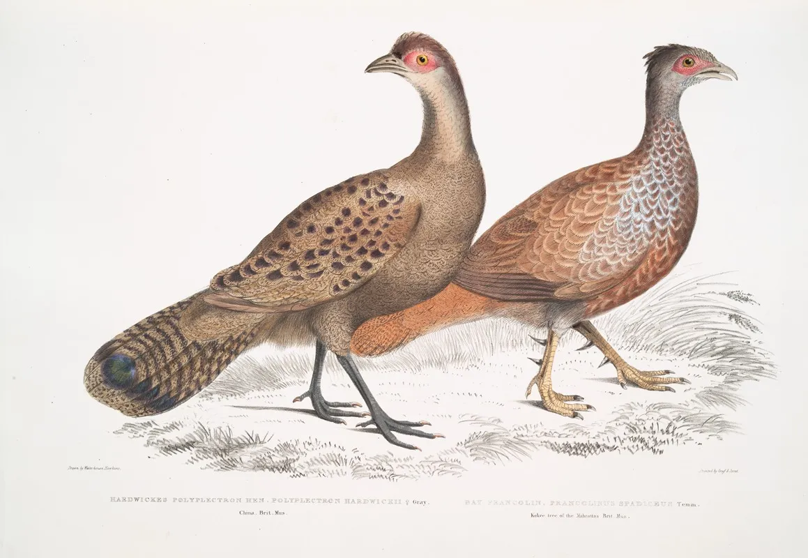 1 Hardwickes Polyplectron Hen Polyplectron Hardwickii China Brit Museum 2 Bay Francolin Bay Many Spurred Francolin