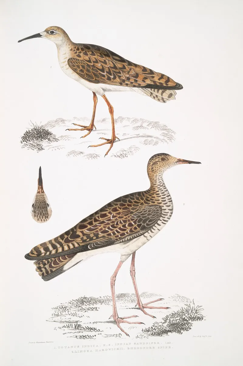 1 Indian Sandpiper Totanus Indicus 2 Bhegondee Bhegondic Snipe Limosa Hardwickii