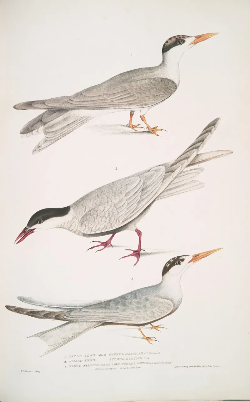 1 Javan Tern Sterna Javanica 2 Allied Tern Sterna Similis 3 Brown Bellied Tern Sterna Acuticauda
