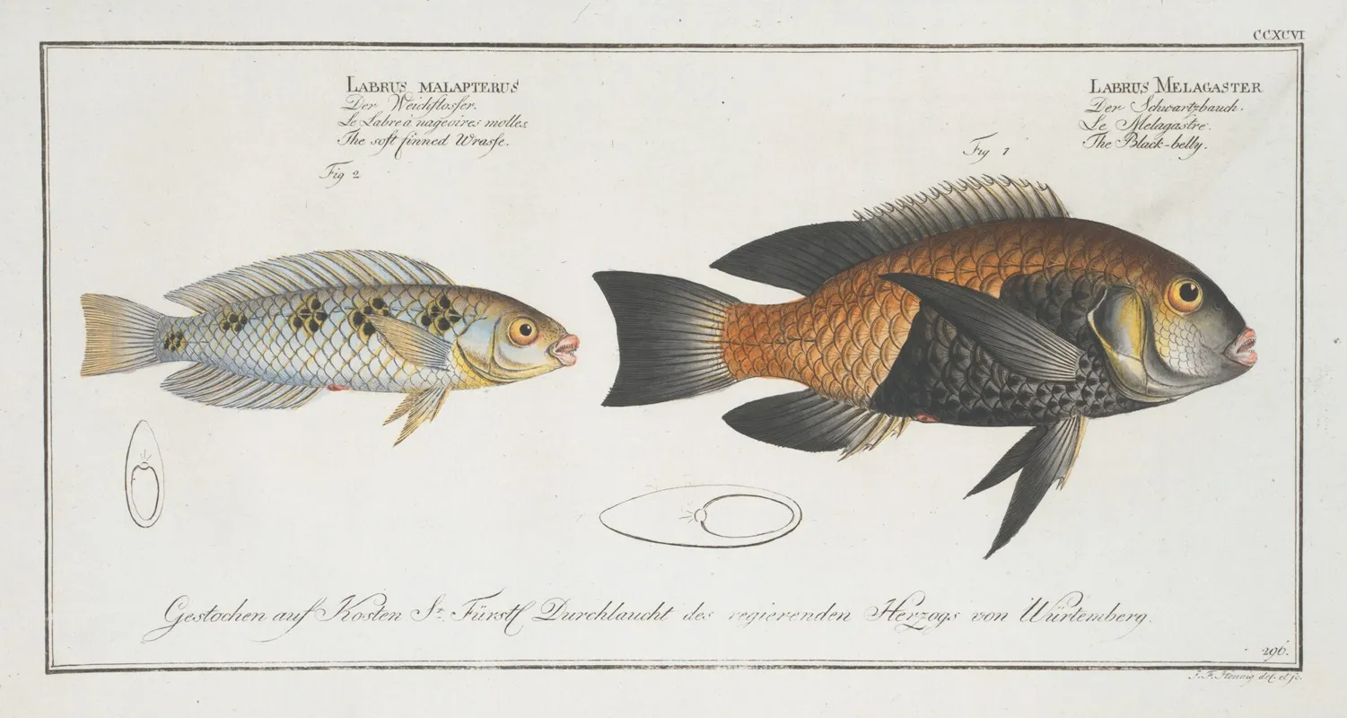 1 Labrus Melagaster The Black Belly 2 Labrus Malapterus The Soft Finned Wrasse by Marcus Elieser Bloch - Canvas Print