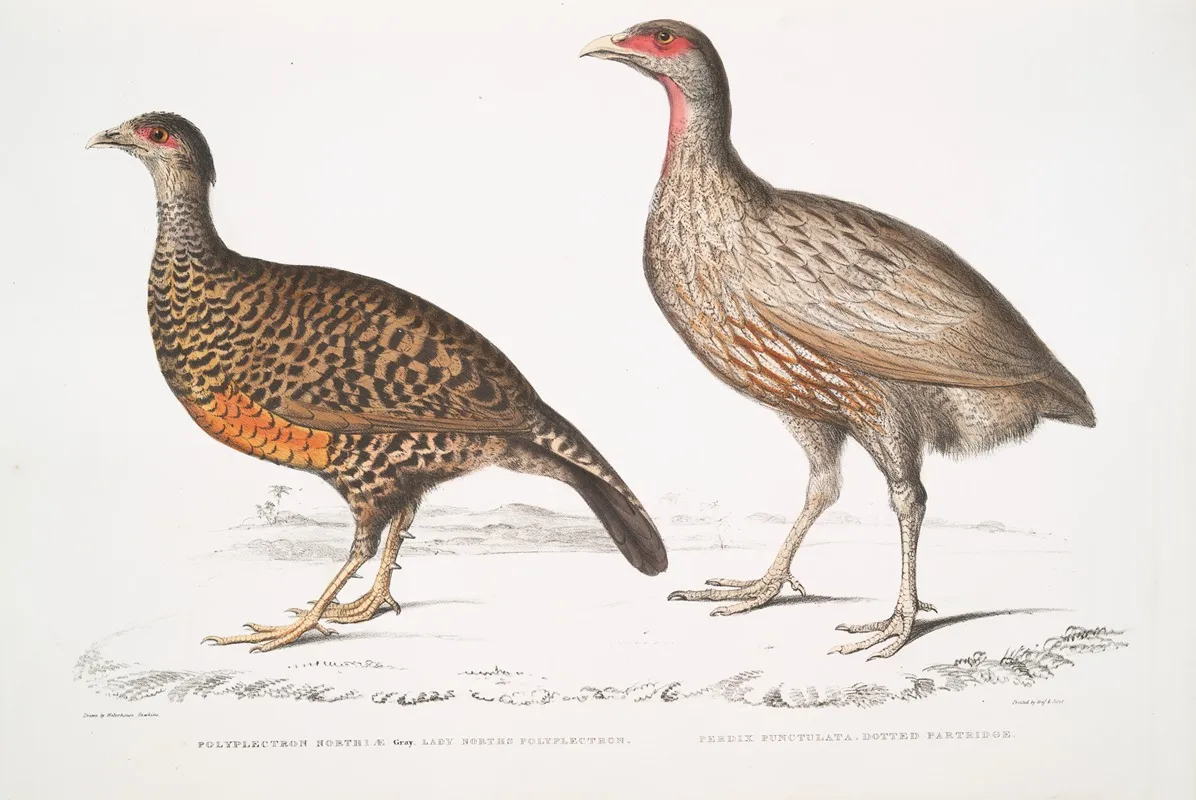 1 Lady Norths Polplectron Pectrophora Polyplectron Northiae 2 Dotted Partridge Perdix Punctulata