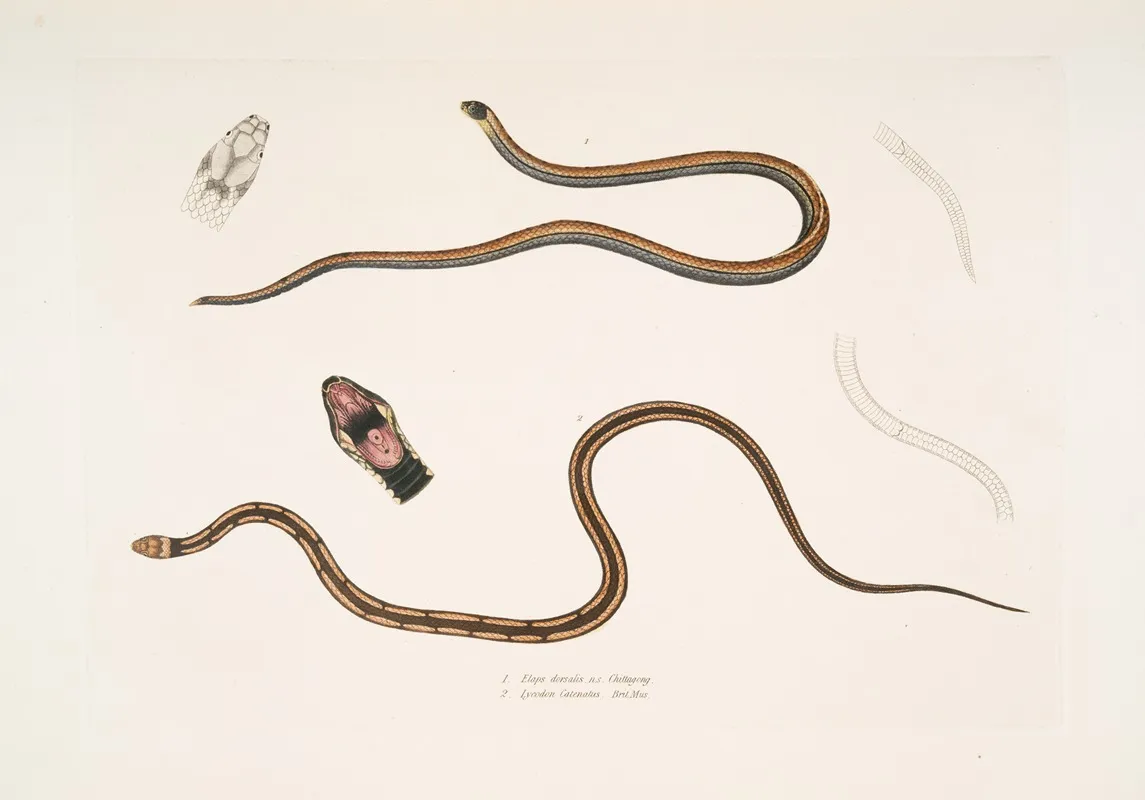 1 Lined Backed Elaps Elaps Dorsalis 2 Chain Spotted Lycodon Lycodon Catenatus