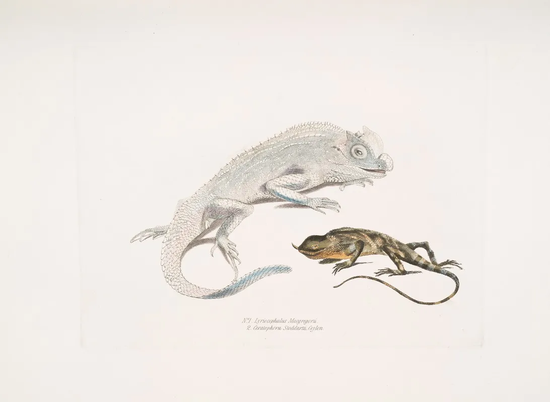 1 Macgregors Lyre Headed Lizard Lyriocephalus Macgregorii 2 Stoddarts Unicorn Lizard Ceratophora Stoddartii Ceylon