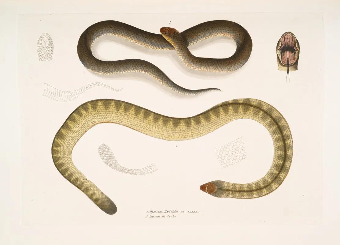1 Penang Hypserina Hypserina Hardwickii 2 Hardwickes Short Sea Snake Lapemis Hardwickii